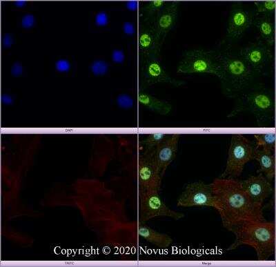 Immunocytochemistry/ Immunofluorescence: MBD1 Antibody (100B272.1) [NB100-56537]