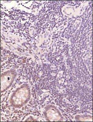 Immunohistochemistry-Paraffin: MBD1 Antibody (100B272.1) [NB100-56537]