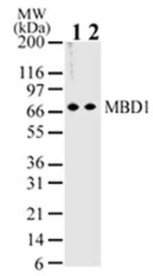 Western Blot: MBD1 Antibody (100B272.1) [NB100-56537]