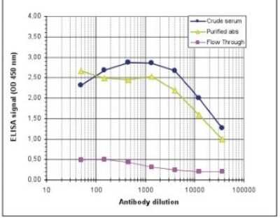 ELISA: MBD1 Antibody [NBP2-59293]