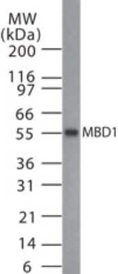 Western Blot: MBD1 Antibody [NB100-56330]