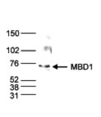 Western Blot: MBD1 Antibody [NBP2-59293]