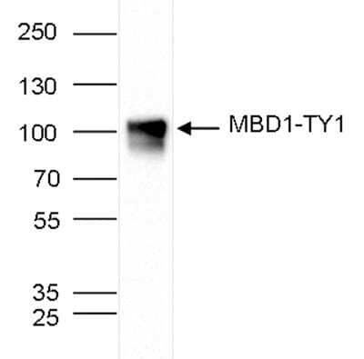 Western Blot: MBD1 Antibody [NBP3-18674]