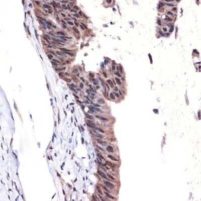 Immunohistochemistry-Paraffin: MBD3 Antibody (9X1J7) [NBP3-16718]