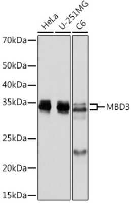 Western Blot: MBD3 Antibody (9X1J7) [NBP3-16718]