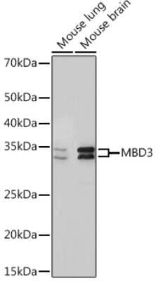 Western Blot: MBD3 Antibody (9X1J7) [NBP3-16718]