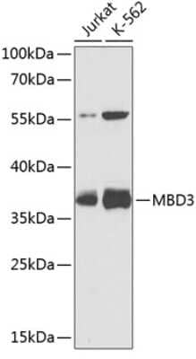 Western Blot: MBD3 AntibodyBSA Free [NBP3-04590]