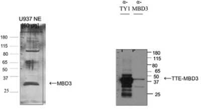 Western Blot: MBD3 Antibody [NBP3-18656]