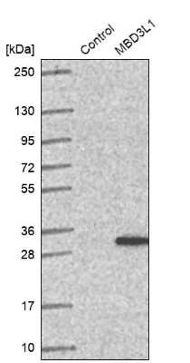 Western Blot: MBD3L1 Antibody [NBP2-30753]