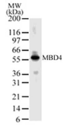 Western Blot: MBD4 Antibody [NBP2-24393]