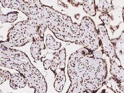 Immunohistochemistry-Paraffin: MBD5 Antibody [NBP2-99368]