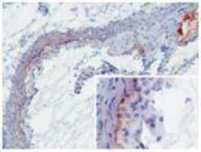 Immunohistochemistry-Frozen: MBL1 Antibody (8G6) [NBP1-60127]