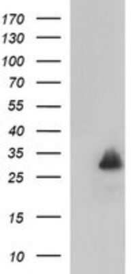 Western Blot: MBL Antibody (OTI1A12)Azide and BSA Free [NBP2-72594]