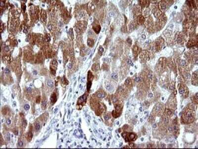 Immunohistochemistry: MBL Antibody (OTI1A12) [NBP2-45758]