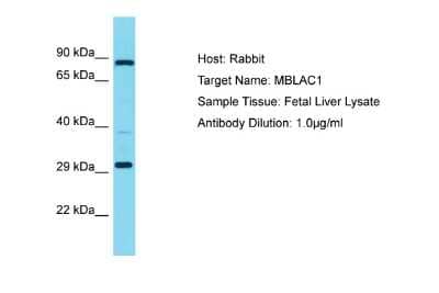 Western Blot: MBLAC1 Antibody [NBP2-83184]