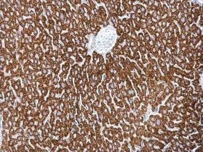 Immunohistochemistry-Paraffin: MBNL2 Antibody [NBP2-43638]