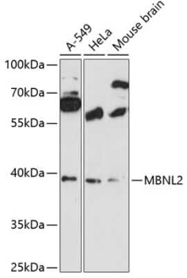 Western Blot: MBNL2 AntibodyAzide and BSA Free [NBP3-04746]