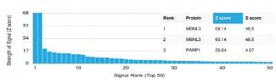 Protein Array: MBNL3 Antibody (PCRP-MBNL3-1D11) [NBP3-07701]
