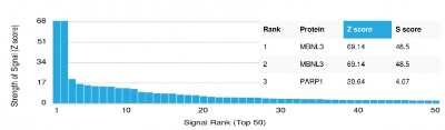 Protein Array: MBNL3 Antibody (PCRP-MBNL3-1D11) - Azide and BSA Free [NBP3-08663]