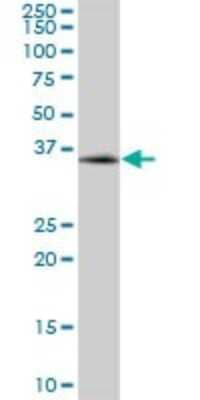 Western Blot: MBNL3 Antibody [H00055796-B01P]