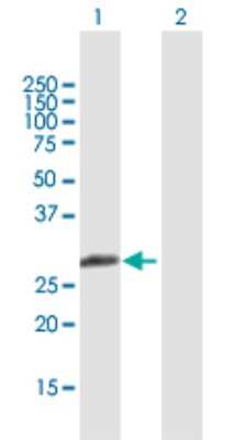Western Blot: MBNL3 Antibody [H00055796-B01P]