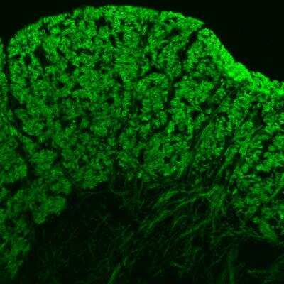 Immunohistochemistry-Frozen: MBP Antibody (12) [NB600-717]