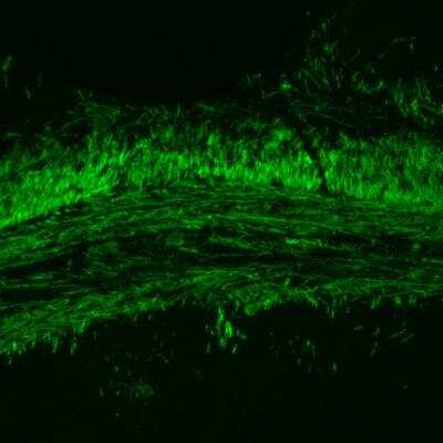 Immunohistochemistry-Frozen: MBP Antibody (12) [NB600-717]