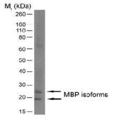 Western Blot: MBP Antibody (12) [NB600-717]