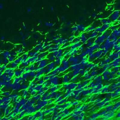 Immunohistochemistry: MBP Antibody (CL2829) [NBP2-46632]