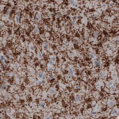 Immunohistochemistry-Paraffin: MBP Antibody (CL2829) [NBP2-46632]