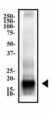 Western Blot: MBP Antibody (2H9)Azide and BSA Free [NBP2-80844]