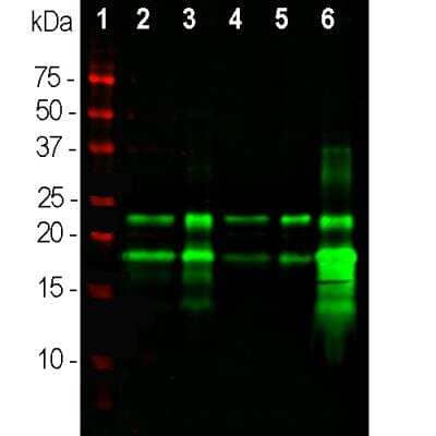 Western Blot: MBP Antibody (7D2) [NBP1-05204]