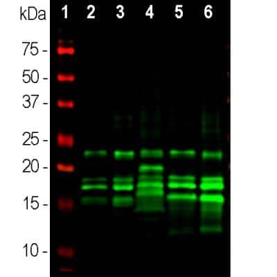 Western Blot: MBP Antibody (7G7) [NBP1-05203]