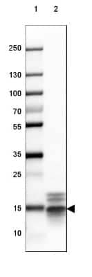 Western Blot: MBP Antibody (CL2819) [NBP2-46630]