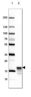Western Blot: MBP Antibody (CL2827) [NBP2-46631]