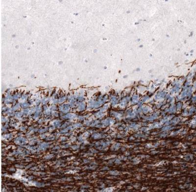 Immunohistochemistry-Paraffin: MBP Antibody (CL2829) [NBP2-46632]