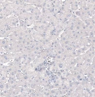 Immunohistochemistry-Paraffin: MBP Antibody (CL2829) [NBP2-46632]