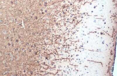 Immunohistochemistry-Paraffin: MBP Antibody (HL1033) [NBP3-13687]