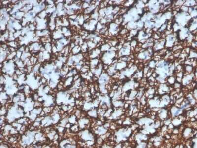 Immunohistochemistry-Paraffin: MBP Antibody (MBP/4277R) - Azide and BSA Free [NBP3-08388]