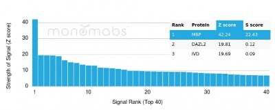 Protein Array: MBP Antibody (MBP/4277R) - Azide and BSA Free [NBP3-08388]