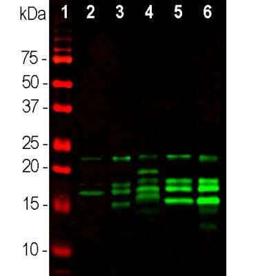 Western Blot: MBP Antibody [NBP2-50035]