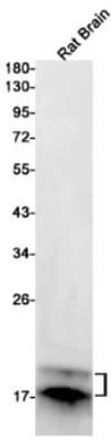 Western Blot: MBP Antibody (S07-4I6) [NBP3-19705]