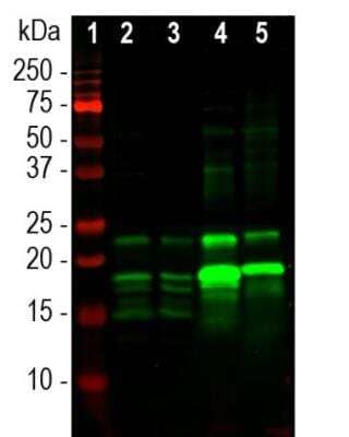 Western Blot: MBP Antibody [NBP3-05553]