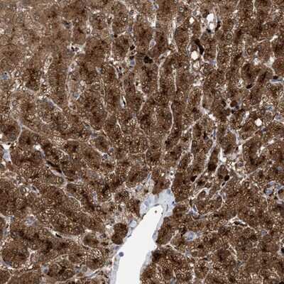 Immunohistochemistry-Paraffin: MBTD1 Antibody [NBP1-93989]