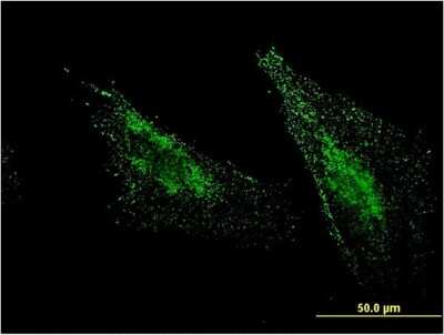 Immunocytochemistry/ Immunofluorescence: MBTPS1 Antibody (2E6) [H00008720-M07]