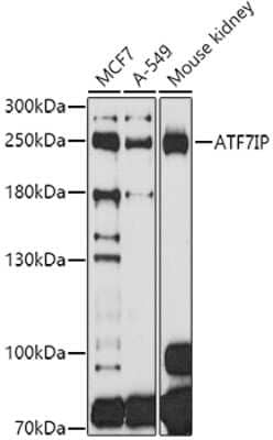 Western Blot: MCAF1 AntibodyBSA Free [NBP3-03759]