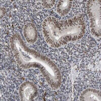 Immunohistochemistry-Paraffin: MCAF1 Antibody [NBP1-84610]
