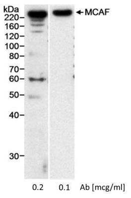 Western Blot: MCAF1 Antibody [NB100-438]