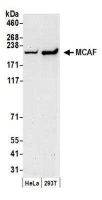 Western Blot: MCAF1 Antibody [NB100-438]