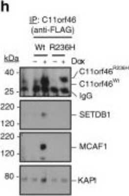 Western Blot: MCAF1 Antibody [NB100-438]